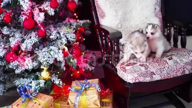 纯种的小哈士奇小狗在新年树。 新年`和圣诞节
